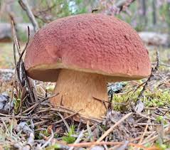 Attēlu rezultāti vaicājumam “Boletus pinophilus”