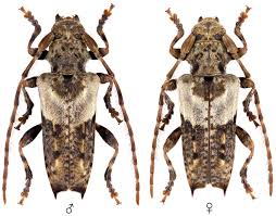 Attēlu rezultāti vaicājumam “Pogonocherus hispidulus”