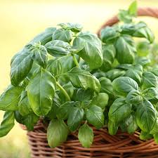 Image result for Basilikum