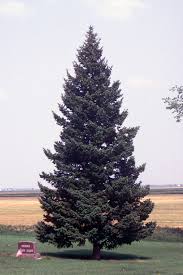 Attēlu rezultāti vaicājumam “Pseudotsuga menziesii”