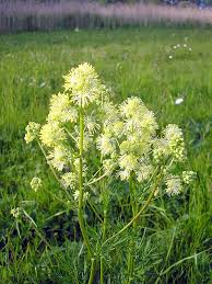 Attēlu rezultāti vaicājumam “Thalictrum lucidum”