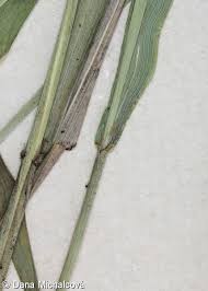 Attēlu rezultāti vaicājumam “Festuca altissima”