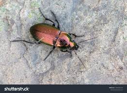 Attēlu rezultāti vaicājumam “Poecilus versicolor”
