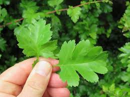 Attēlu rezultāti vaicājumam “Crataegus x macrocarpa”