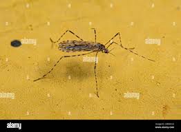 Attēlu rezultāti vaicājumam “Limoniidae”