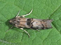 Attēlu rezultāti vaicājumam “Phycita roborella”