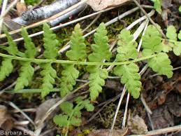 Attēlu rezultāti vaicājumam “Cystopteris fragilis”