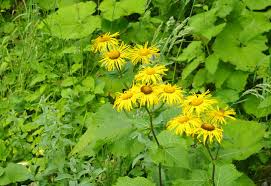 Attēlu rezultāti vaicājumam “Telekia speciosa leaf”