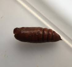 Attēlu rezultāti vaicājumam “Mamestra brassicae pupa”