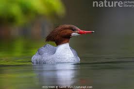 Attēlu rezultāti vaicājumam “Mergus merganser female”