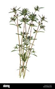 Image result for Bohnenkraut