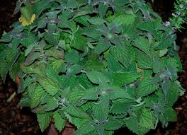 Image result for Nepeta cataria