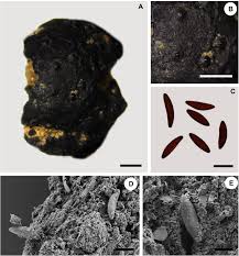 Attēlu rezultāti vaicājumam “Hypoxylon vogesiacum”