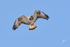 Attēlu rezultāti vaicājumam “Buteo lagopus”