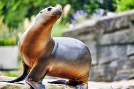 Image result for Zalophus californianus