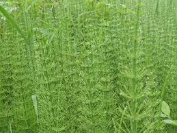 Attēlu rezultāti vaicājumam “Equisetum fluviatile”