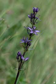 Attēlu rezultāti vaicājumam “Swertia perennis leaf”