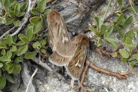 Attēlu rezultāti vaicājumam “Cerapteryx graminis”