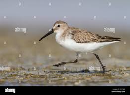 Attēlu rezultāti vaicājumam “Calidris ferruginea adult”