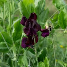 Image result for Lathyrus odoratus
