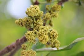 Attēlu rezultāti vaicājumam “Fraxinus pennsylvanica male flower”