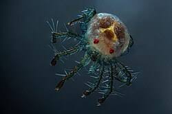 Attēlu rezultāti vaicājumam “Hydrachna”