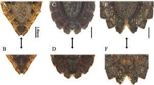 Attēlu rezultāti vaicājumam “Aradus betulae”
