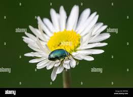 Attēlu rezultāti vaicājumam “Linaeidea aenea”