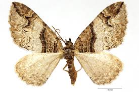 Attēlu rezultāti vaicājumam “Pareulype berberata”