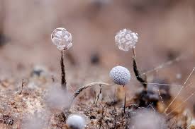 Attēlu rezultāti vaicājumam “Physarum nitens”