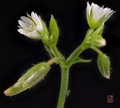 Attēlu rezultāti vaicājumam “Cerastium semidecandrum bud”