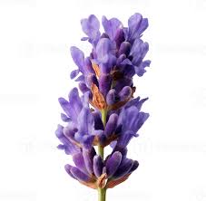 Attēlu rezultāti vaicājumam “Lavandula angustifolia bud”