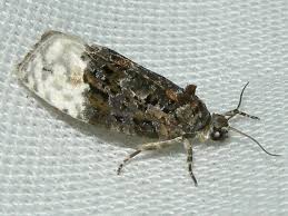 Attēlu rezultāti vaicājumam “Apotomis betuletana”