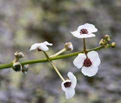 Attēlu rezultāti vaicājumam “Sagittaria sagittifolia flower”