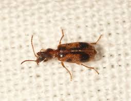 Attēlu rezultāti vaicājumam “Notoxus monoceros”