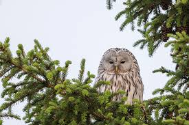 Attēlu rezultāti vaicājumam “Strix uralensis adult”