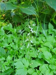 Attēlu rezultāti vaicājumam “Circaea alpina leaf”
