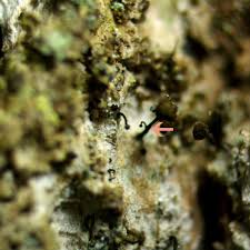 Attēlu rezultāti vaicājumam “Chaenotheca phaeocephala”