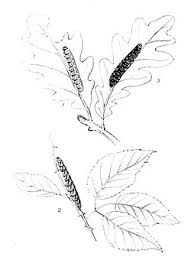 Attēlu rezultāti vaicājumam “Zanclognatha tarsipennalis”