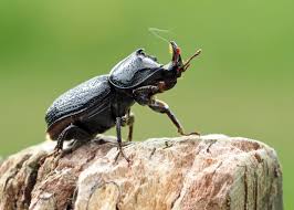 Attēlu rezultāti vaicājumam “Sinodendron cylindricum female”