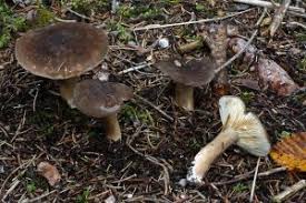 Attēlu rezultāti vaicājumam “Lactarius lygniotus”