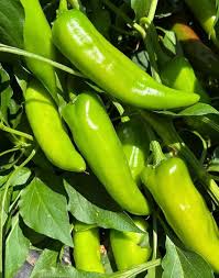 Afbeeldingsresultaat voor numex sandia hot pepper