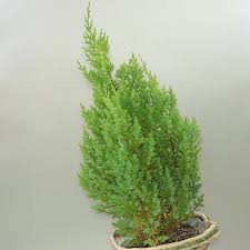 Attēlu rezultāti vaicājumam “Juniperus chinensis”