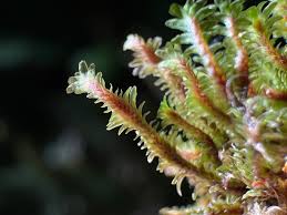 Attēlu rezultāti vaicājumam “Diplophyllum albicans”