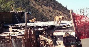 Image result for Clyde Valley Predators