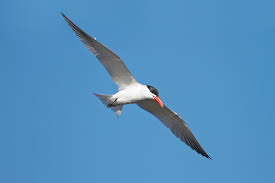 Attēlu rezultāti vaicājumam “Hydroprogne caspia”