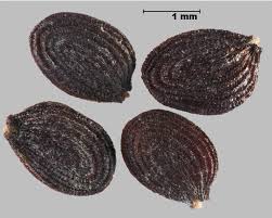 Attēlu rezultāti vaicājumam “Thlaspi arvense”