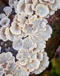 Attēlu rezultāti vaicājumam “Badhamia capsulifera var. arborea macro”