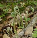 Cambree Notes » Fiddlehead Fern