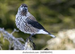 Attēlu rezultāti vaicājumam “Nucifraga caryocatactes”